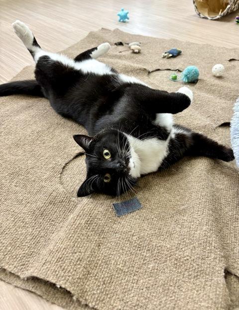 Enlarge Maya, a Adoptable Domestic Short Hair in Portland, OR image 3/5