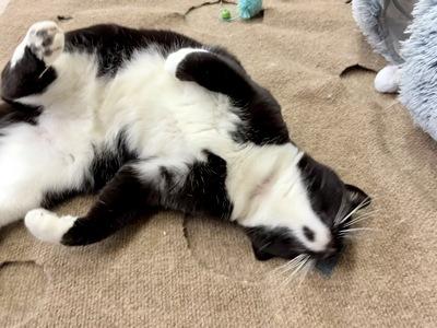 Enlarge Maya, a Adoptable Domestic Short Hair in Portland, OR image 4/5