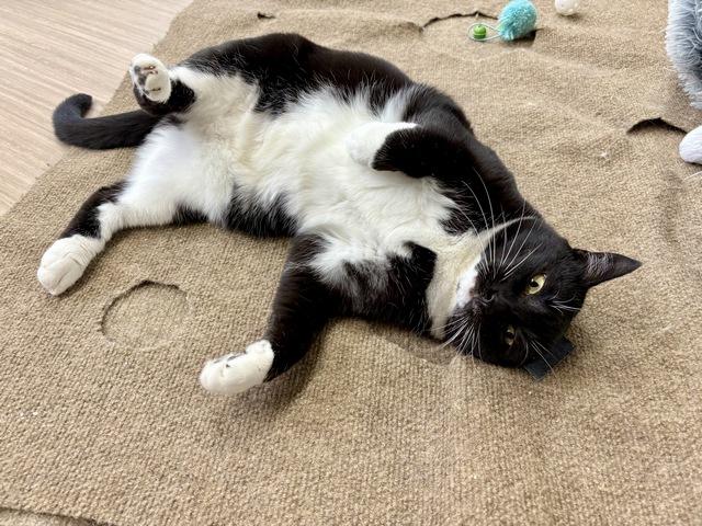 Enlarge Maya, a Adoptable Domestic Short Hair in Portland, OR image 5/5