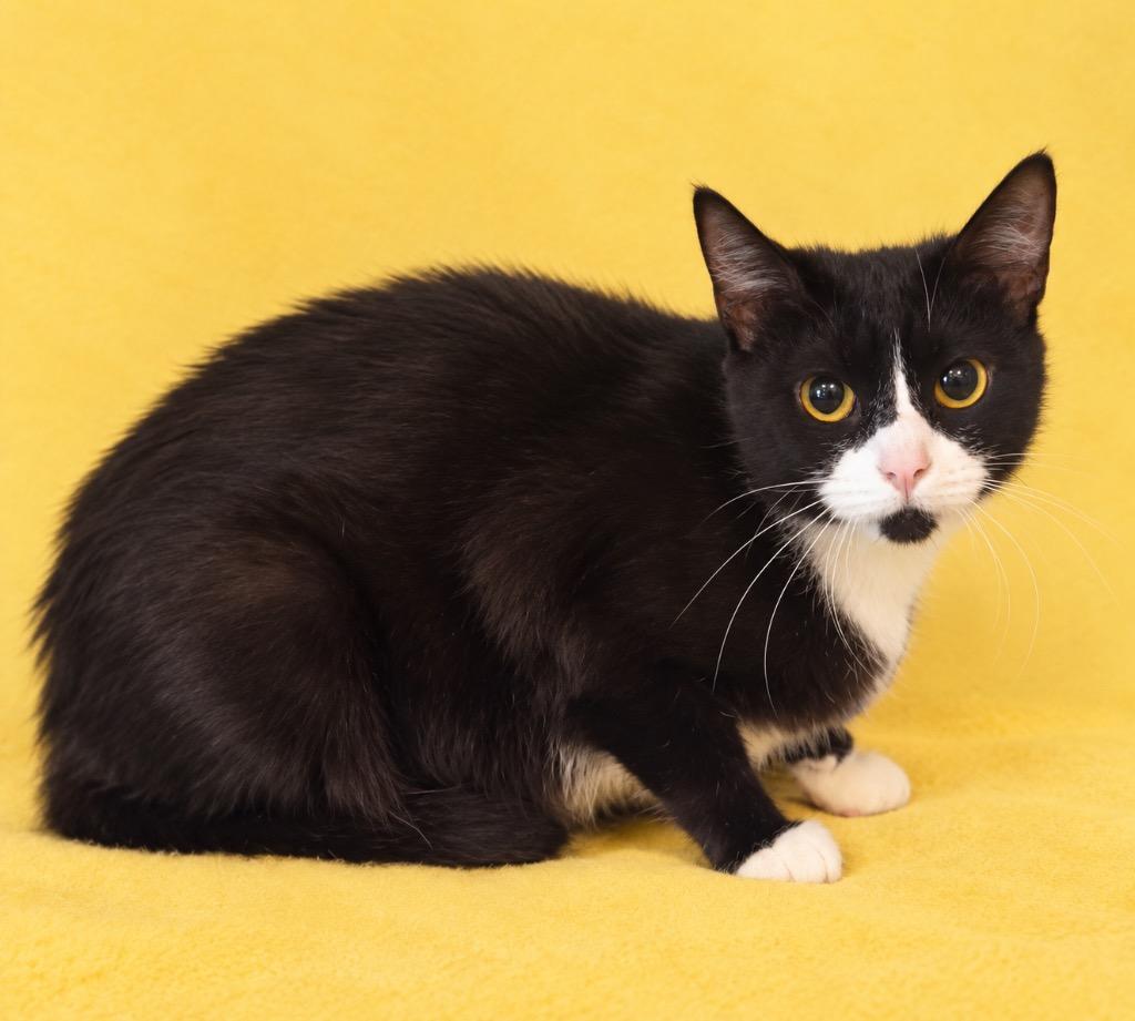 Duckie, Adoptable, Young Female Domestic Short Hair.