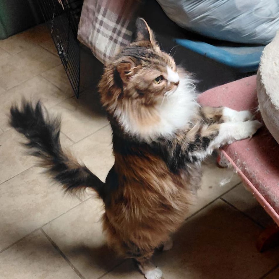 Angel, adopted, Senior Female Domestic Long Hair.