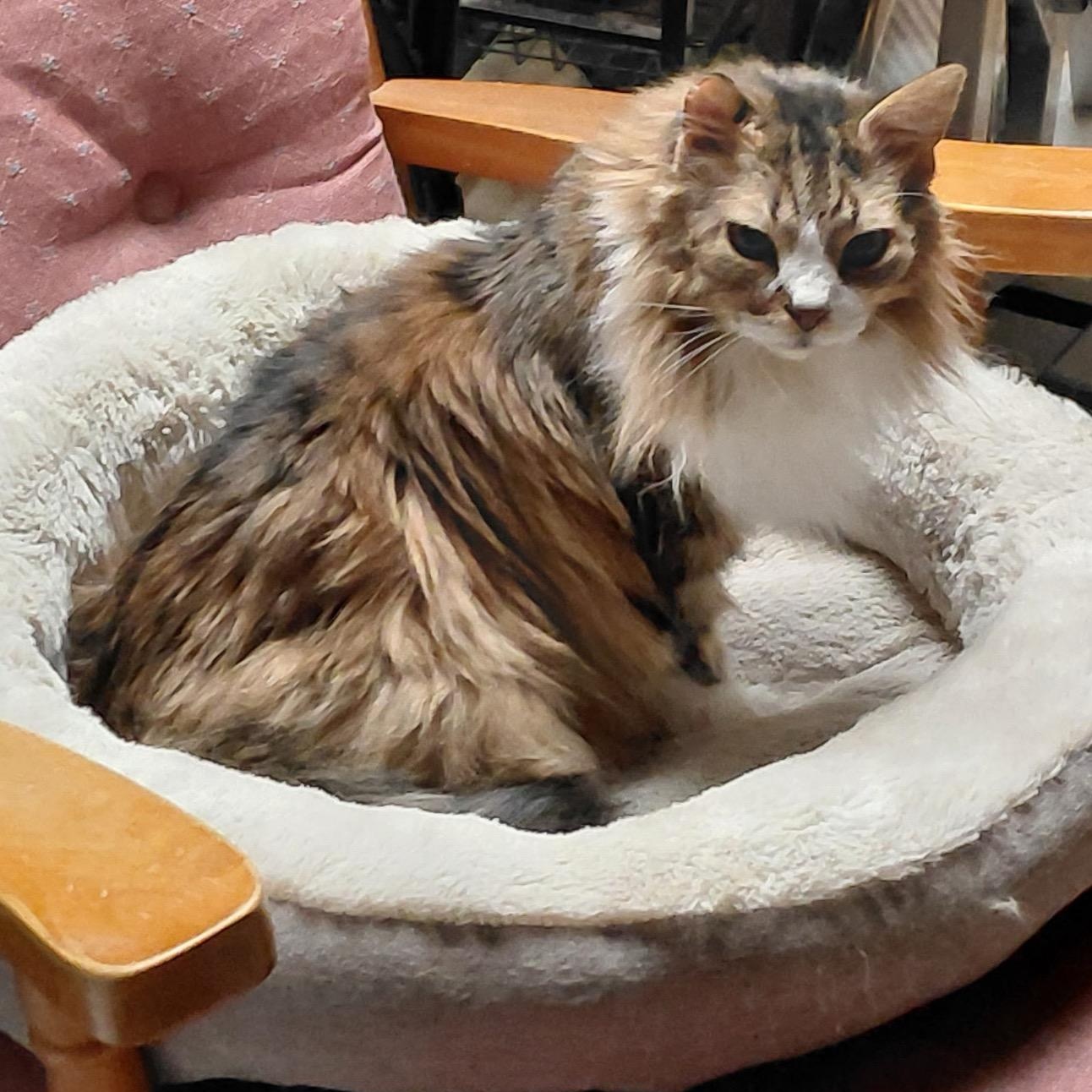 Angel, an adopted Domestic Long Hair in west Warwick, RI image 3/3