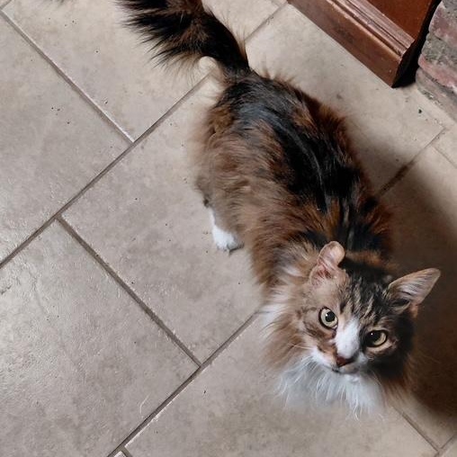 Angel, an adopted Domestic Long Hair in west Warwick, RI image 2/3