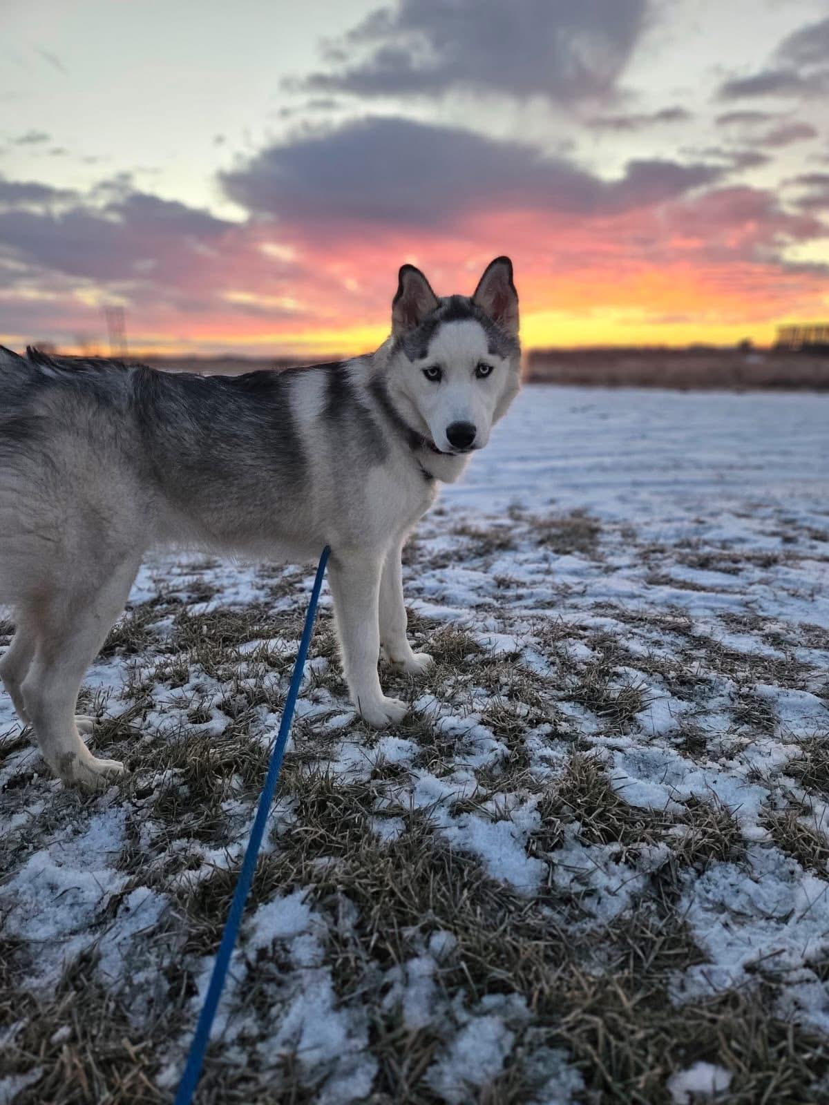 Aria, a Adoptable Husky in Humboldt , SK image 2/4