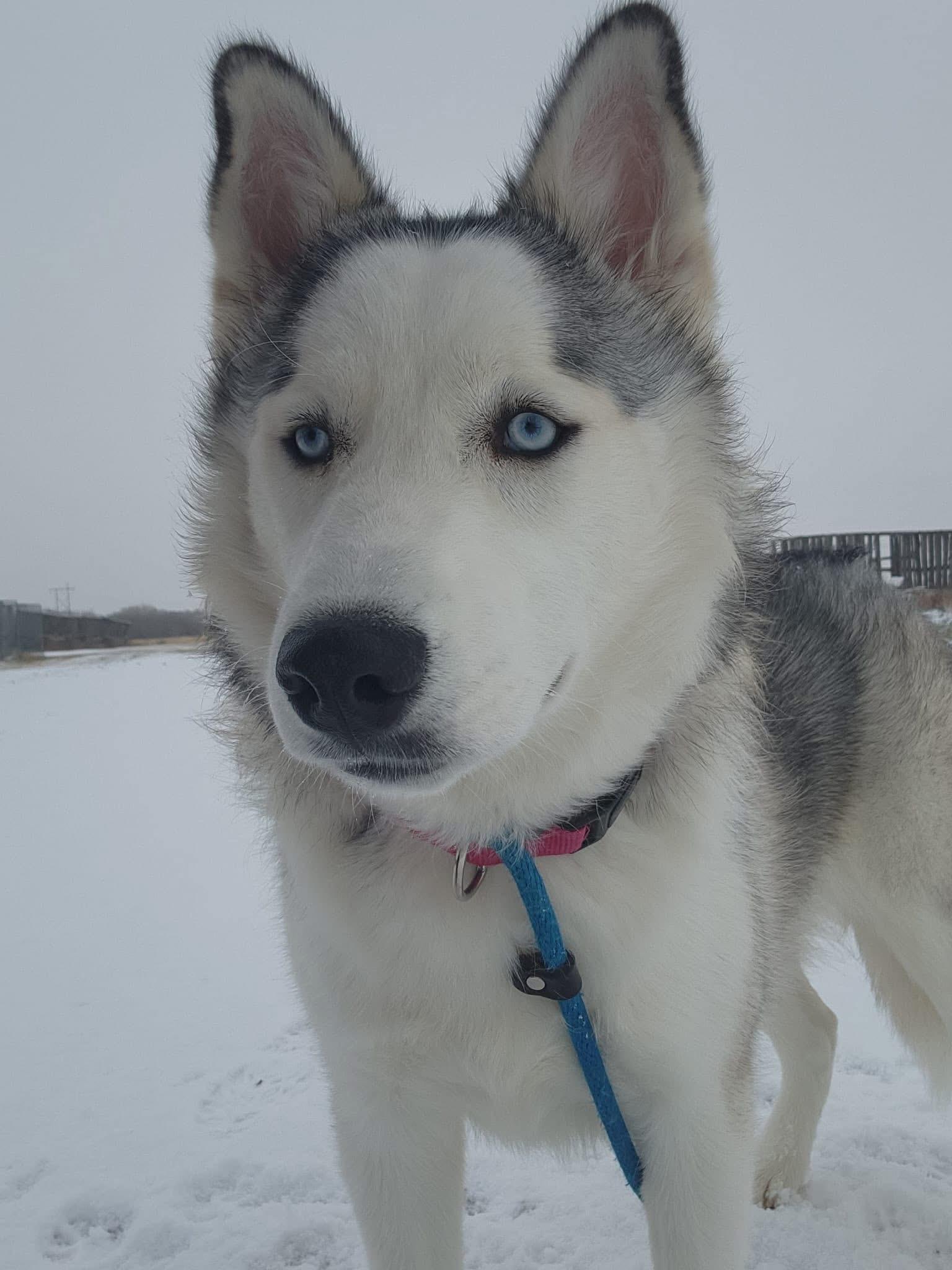 Aria, a Adoptable Husky in Humboldt , SK image 3/4