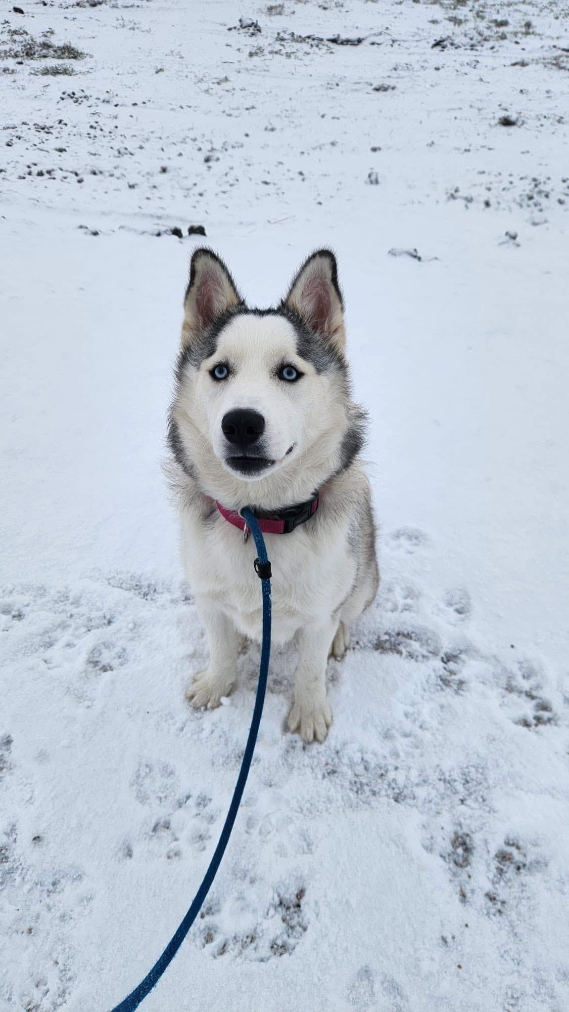 Aria, Adoptable, Young Female Husky.