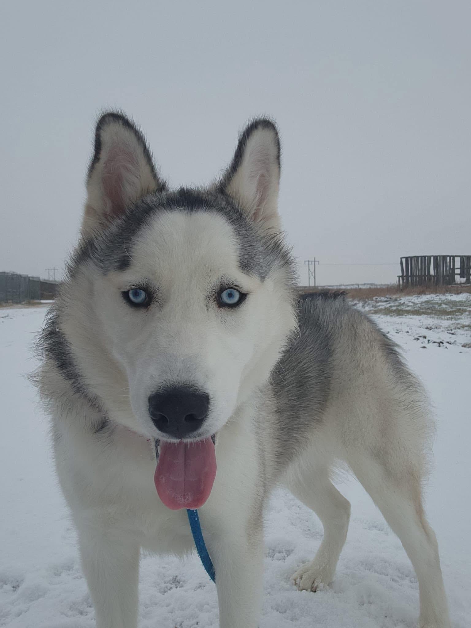 Aria, a Adoptable Husky in Humboldt , SK image 4/4