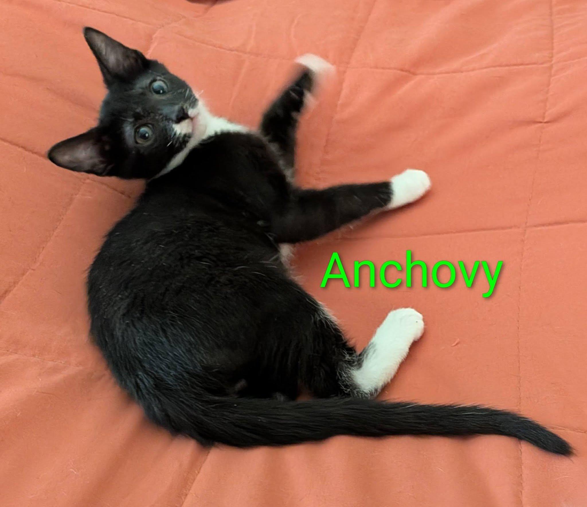 Enlarge Anchovy, a Adoptable Domestic Short Hair in Queen Creek, AZ image 5/5