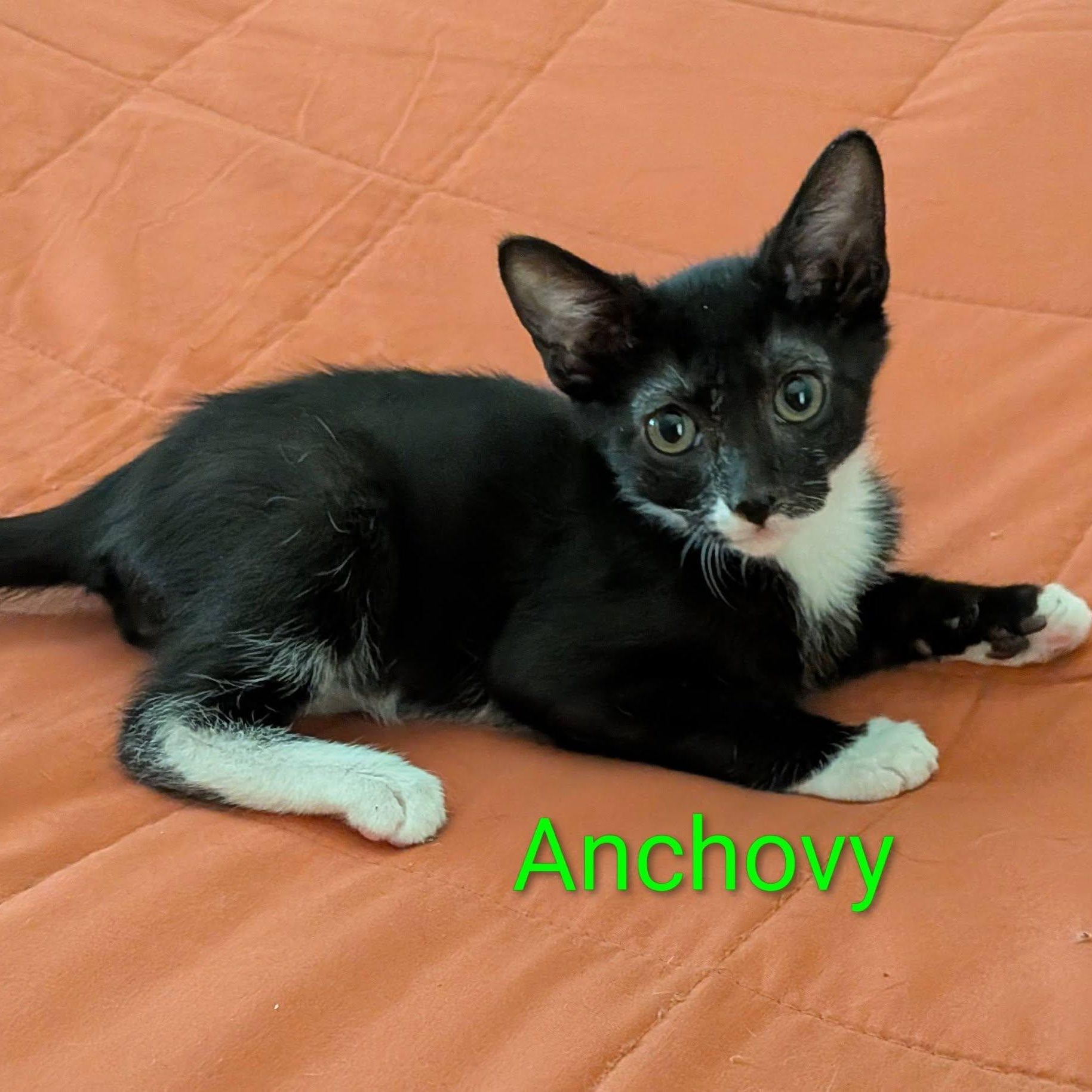 Anchovy, Adoptable, Kitten Male Domestic Short Hair.