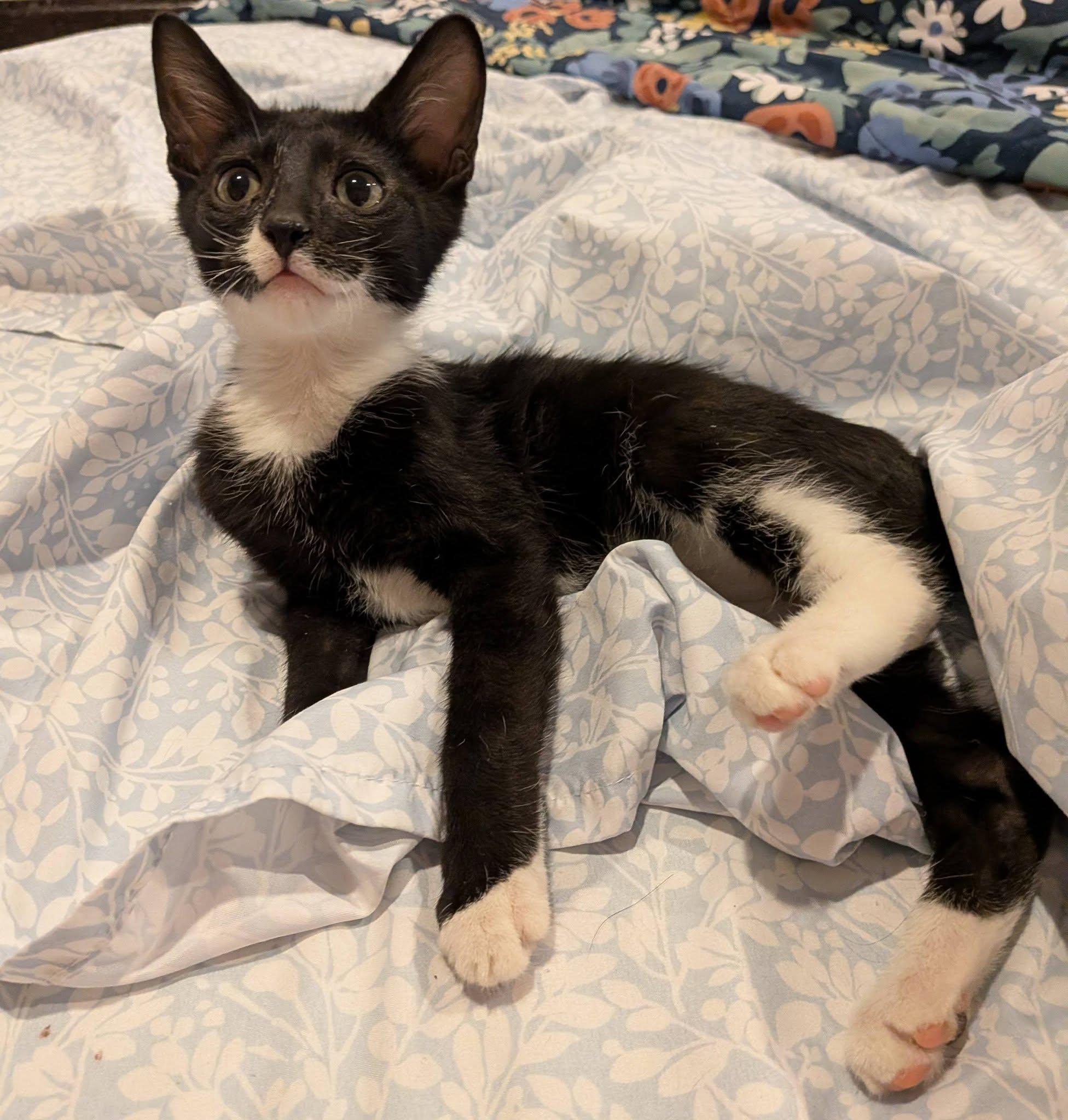 Enlarge Anchovy, a Adoptable Domestic Short Hair in Queen Creek, AZ image 2/5