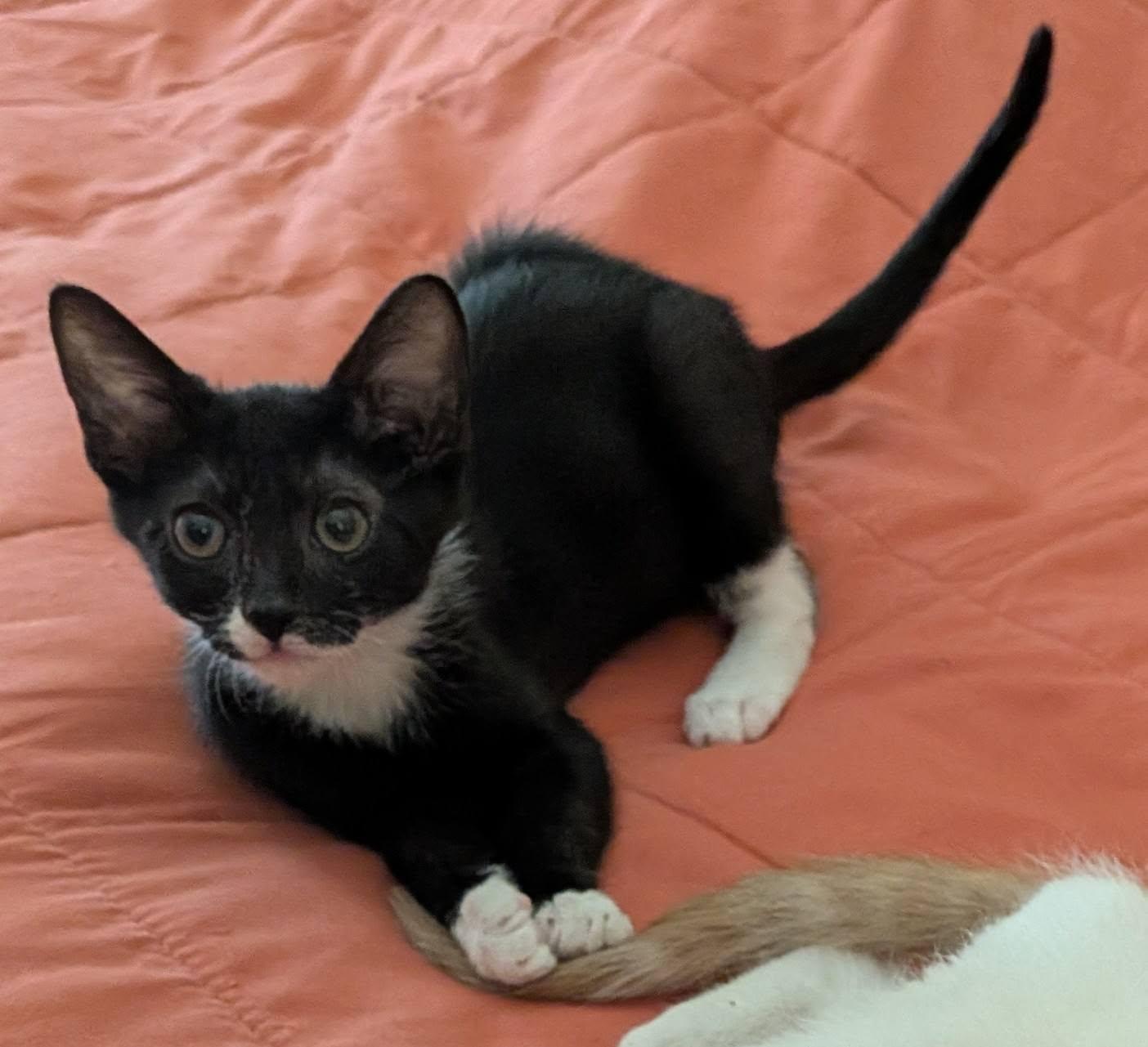 Enlarge Anchovy, a Adoptable Domestic Short Hair in Queen Creek, AZ image 3/5