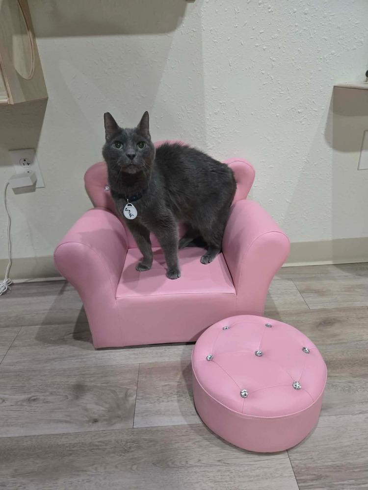 Goliath, Adoptable, Senior Male Domestic Short Hair.