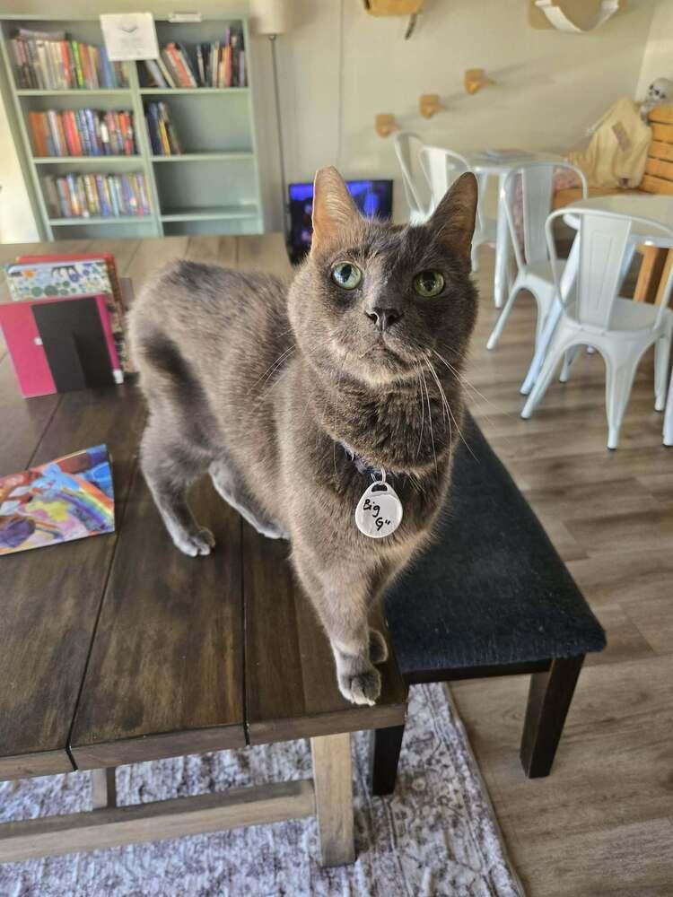 Enlarge Goliath, a Adoptable mixed breed in tucson, AZ image 2/5