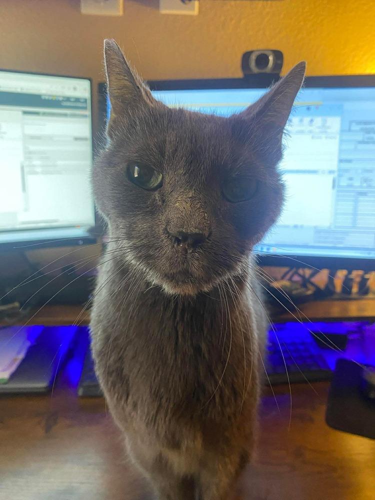 Enlarge Goliath, a Adoptable mixed breed in tucson, AZ image 3/5