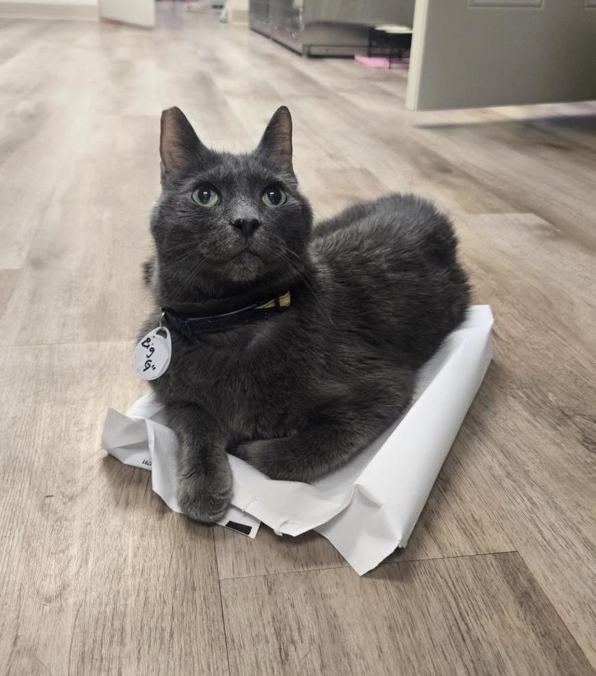 Enlarge Goliath, a Adoptable mixed breed in tucson, AZ image 4/5