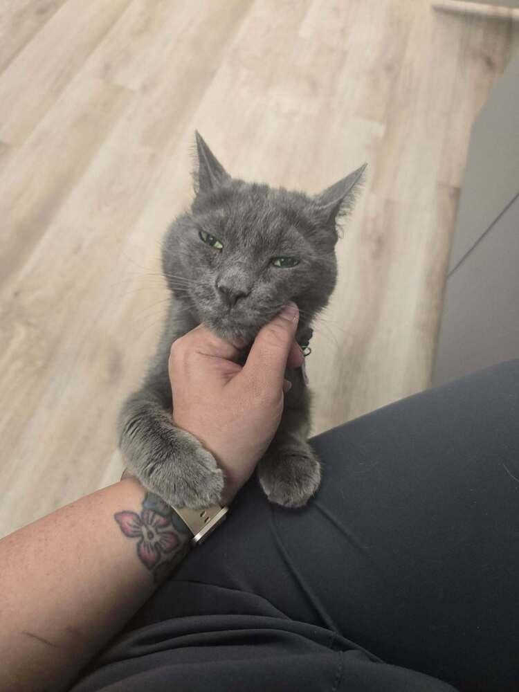 Enlarge Goliath, a Adoptable mixed breed in tucson, AZ image 5/5