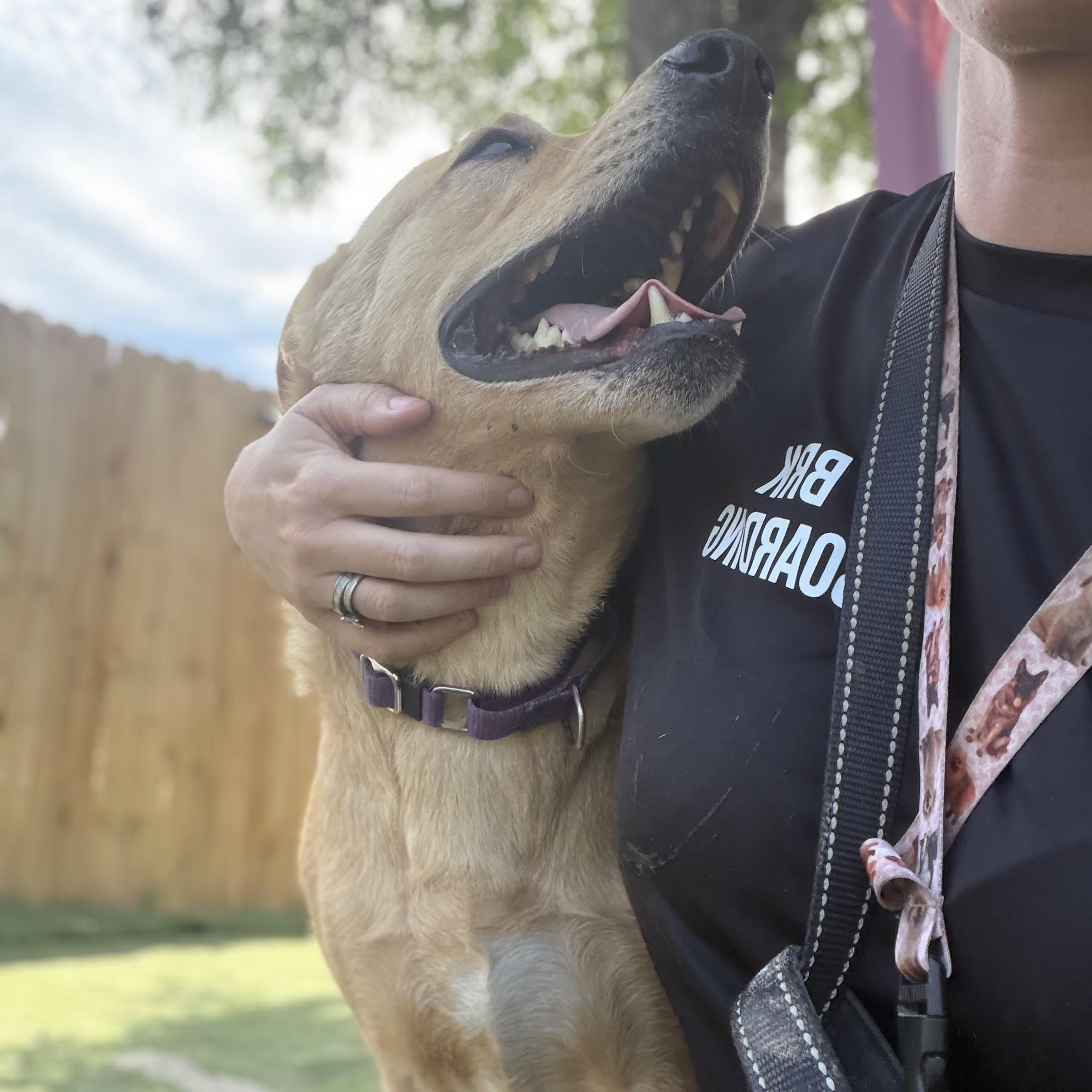 Enlarge Bailey, a ADOPTABLE mixed breed in Weatherford, TX image 3/4