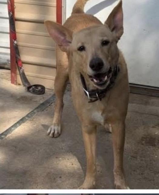 Bailey, ADOPTABLE, Adult Female Labrador Retriever & German Shepherd Dog.