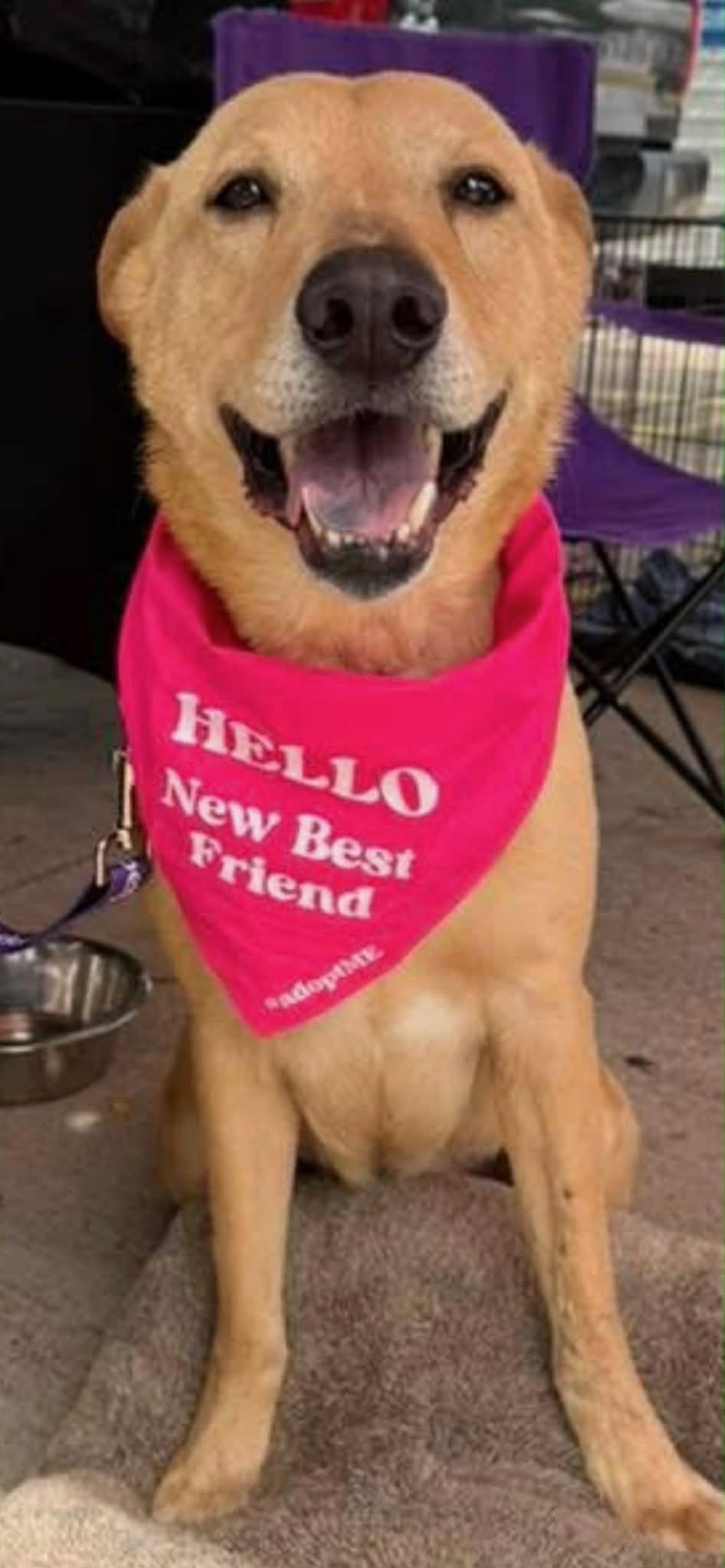 Bailey, an adoptable mixed breed in Weatherford, TX image 2/6