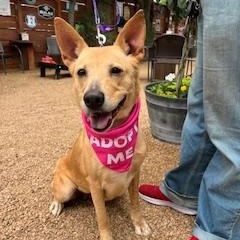 Bailey, adoptable, Adult Female Labrador Retriever & German Shepherd Dog.