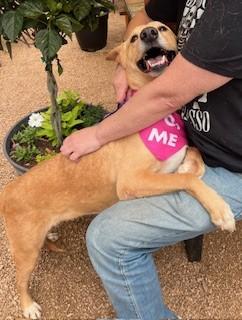 Bailey, an adoptable mixed breed in Weatherford, TX image 4/6