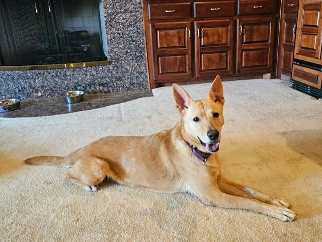 Bailey, an adoptable mixed breed in Weatherford, TX image 3/6