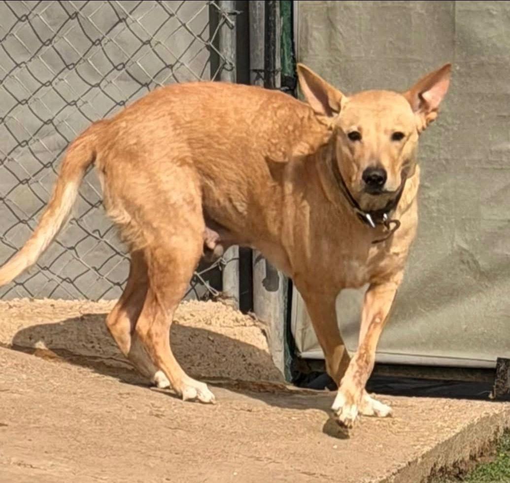 Enlarge Bailey, a ADOPTABLE mixed breed in Weatherford, TX image 4/4