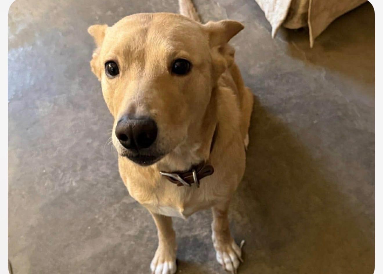 Enlarge Bailey, a ADOPTABLE mixed breed in Weatherford, TX image 2/4