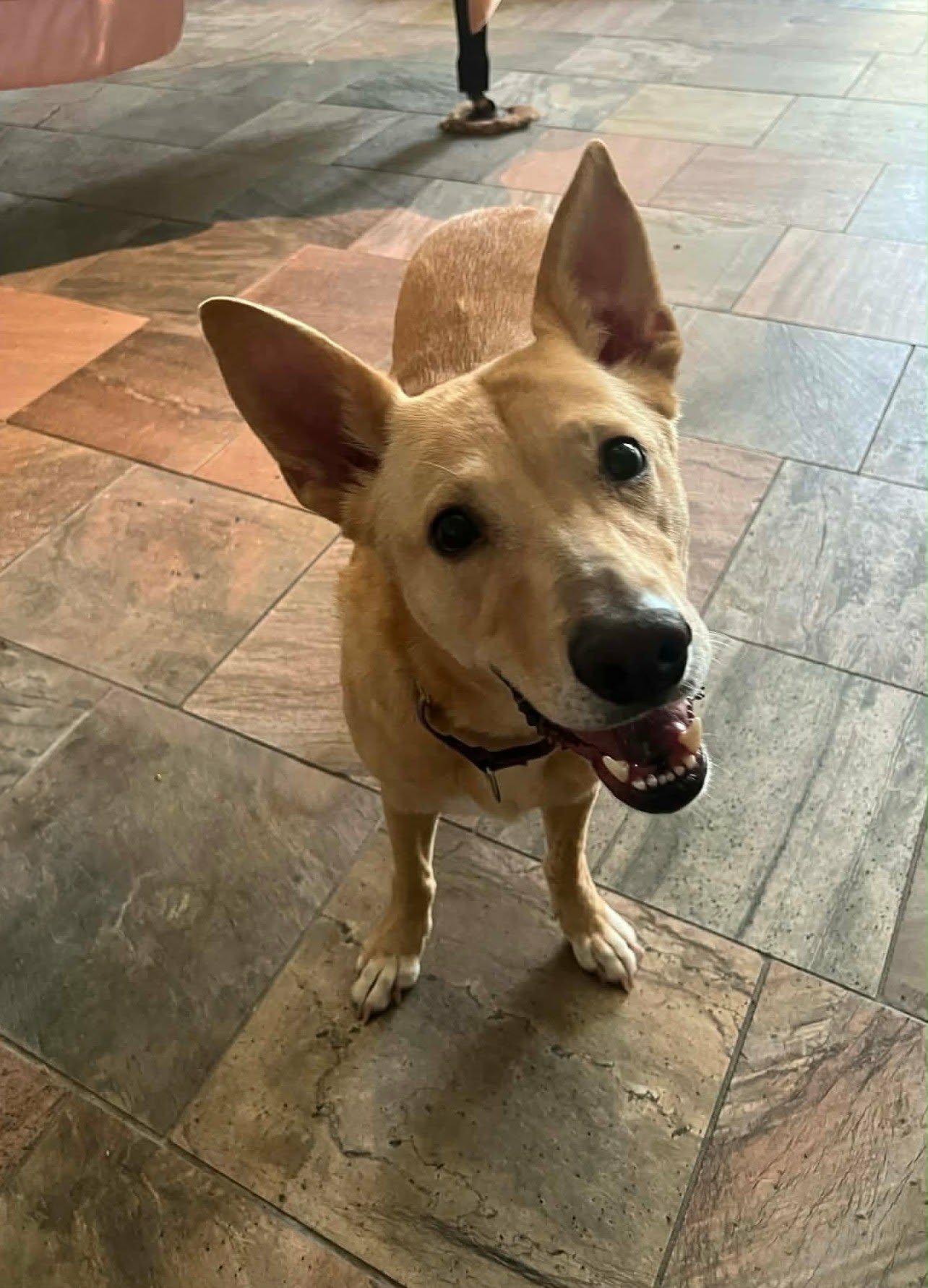 Bailey, an adoptable mixed breed in Weatherford, TX image 6/6