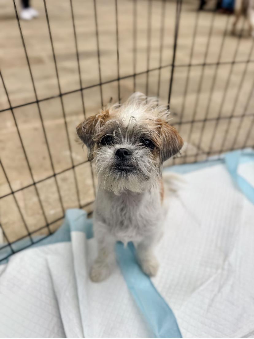 Enlarge Venus, an adopted mixed breed in Pflugerville, TX image 2/5