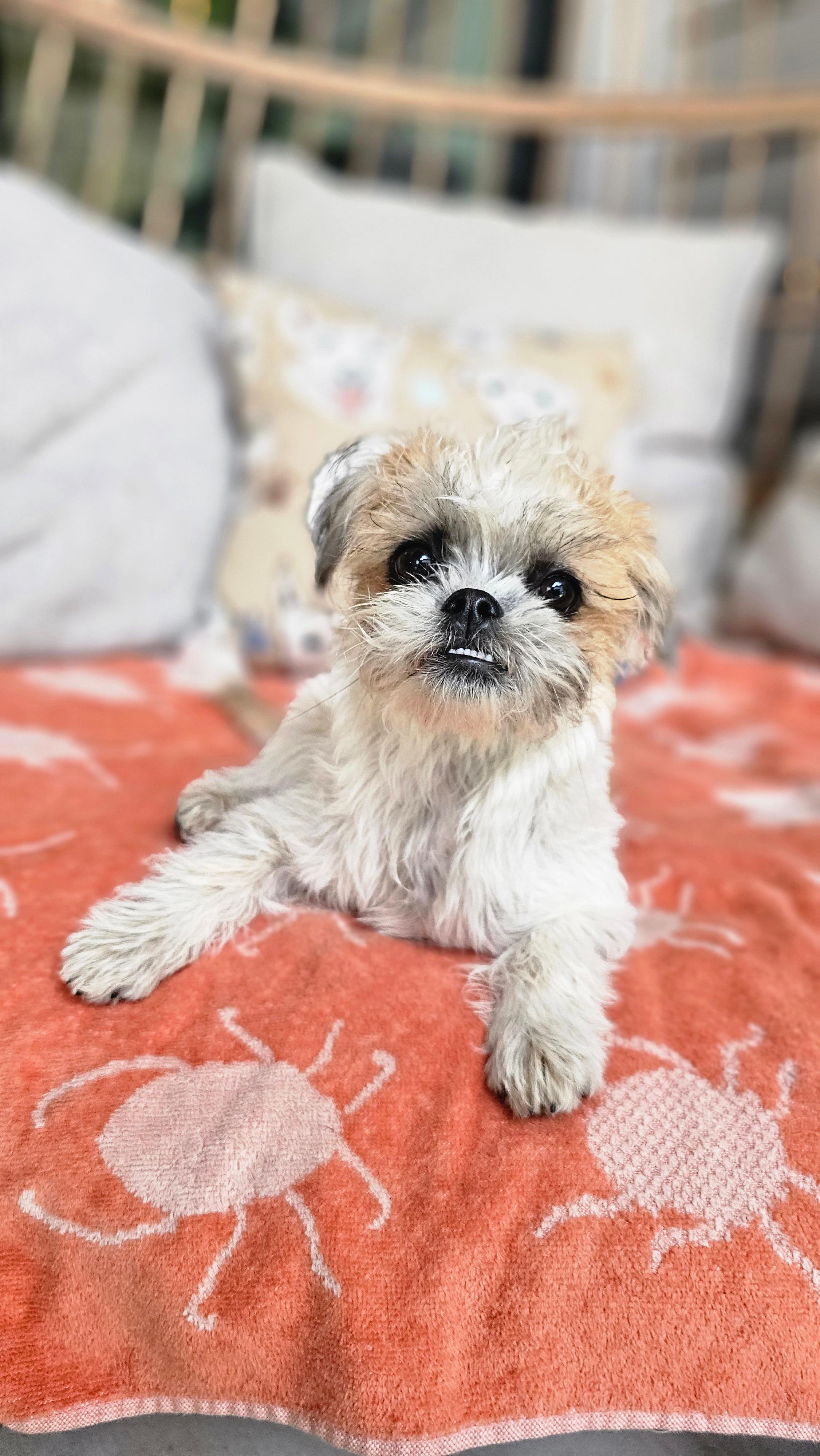 Enlarge Venus, an adopted mixed breed in Pflugerville, TX image 4/5