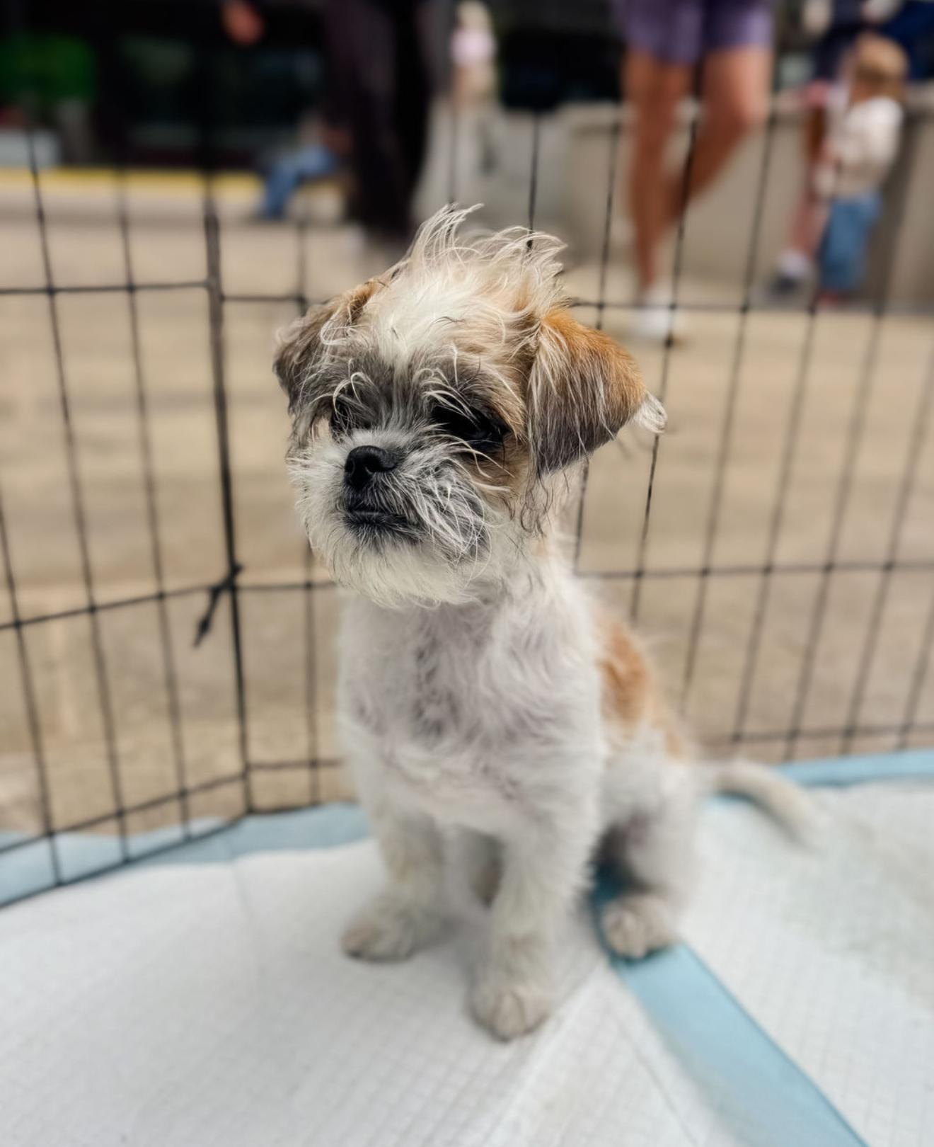 Enlarge Venus, an adopted mixed breed in Pflugerville, TX image 3/5