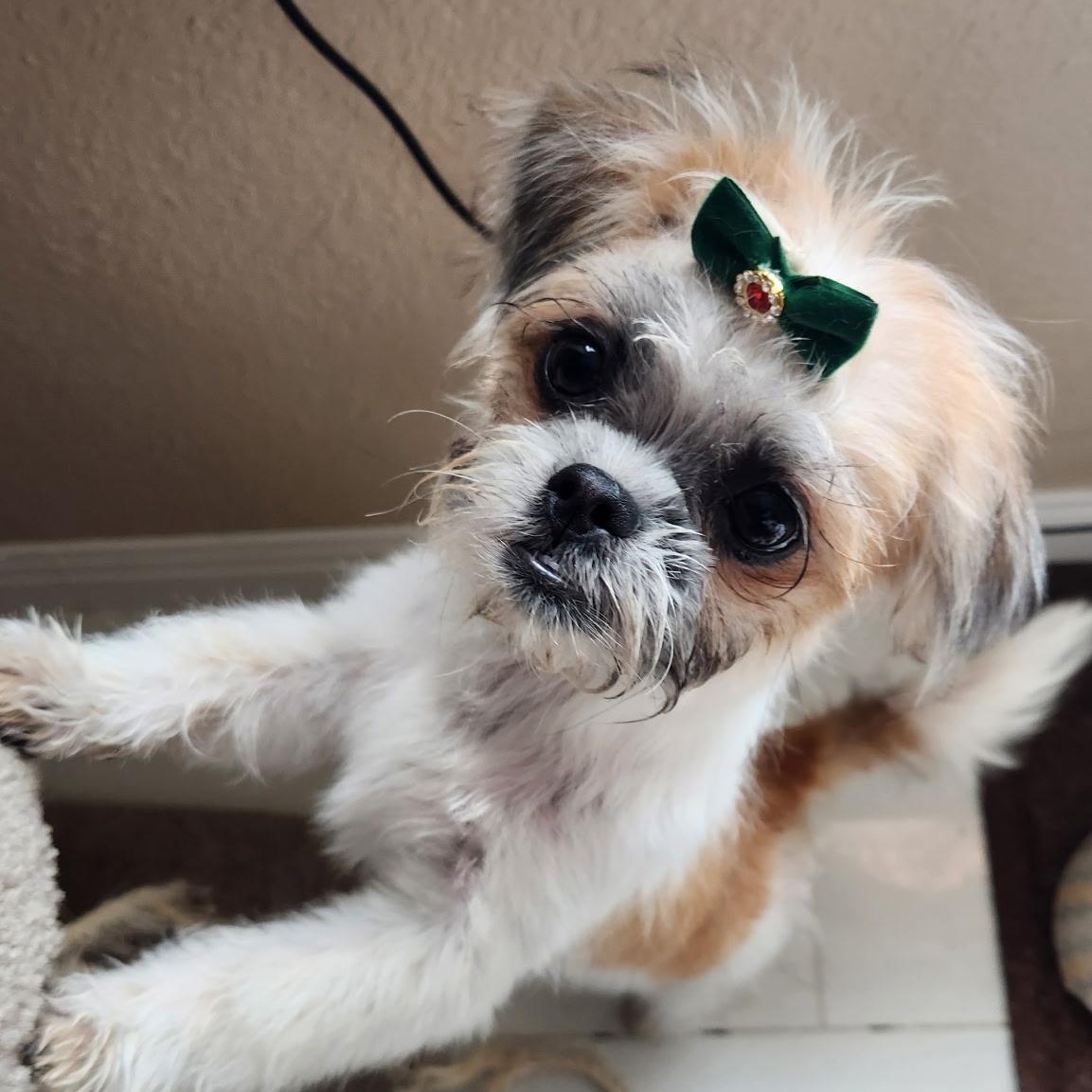 Venus, adopted, Puppy Female Shih Tzu & Poodle (Toy).