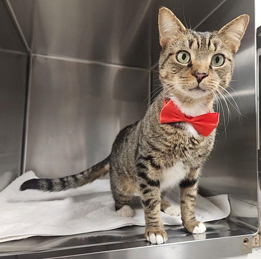 Enlarge Taj, a Adoptable mixed breed in Magnolia Springs, AL image 1/3