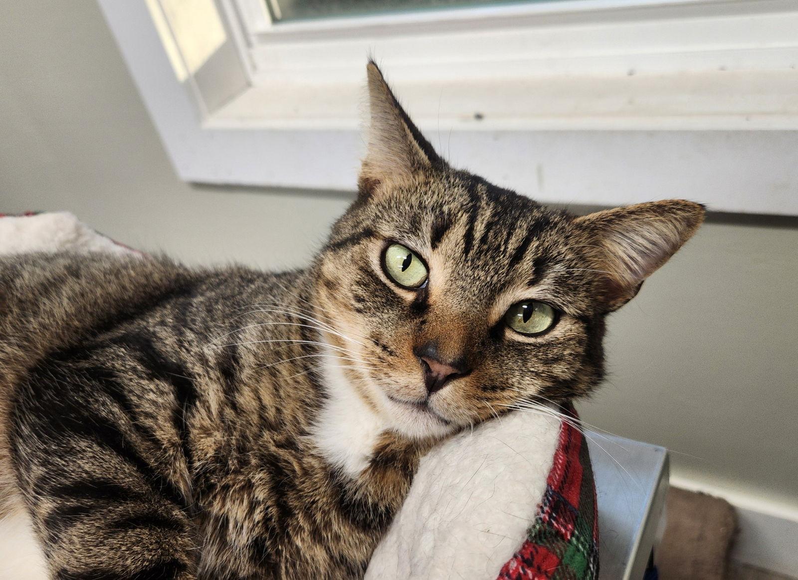 Enlarge Taj, a Adoptable mixed breed in Magnolia Springs, AL image 2/3