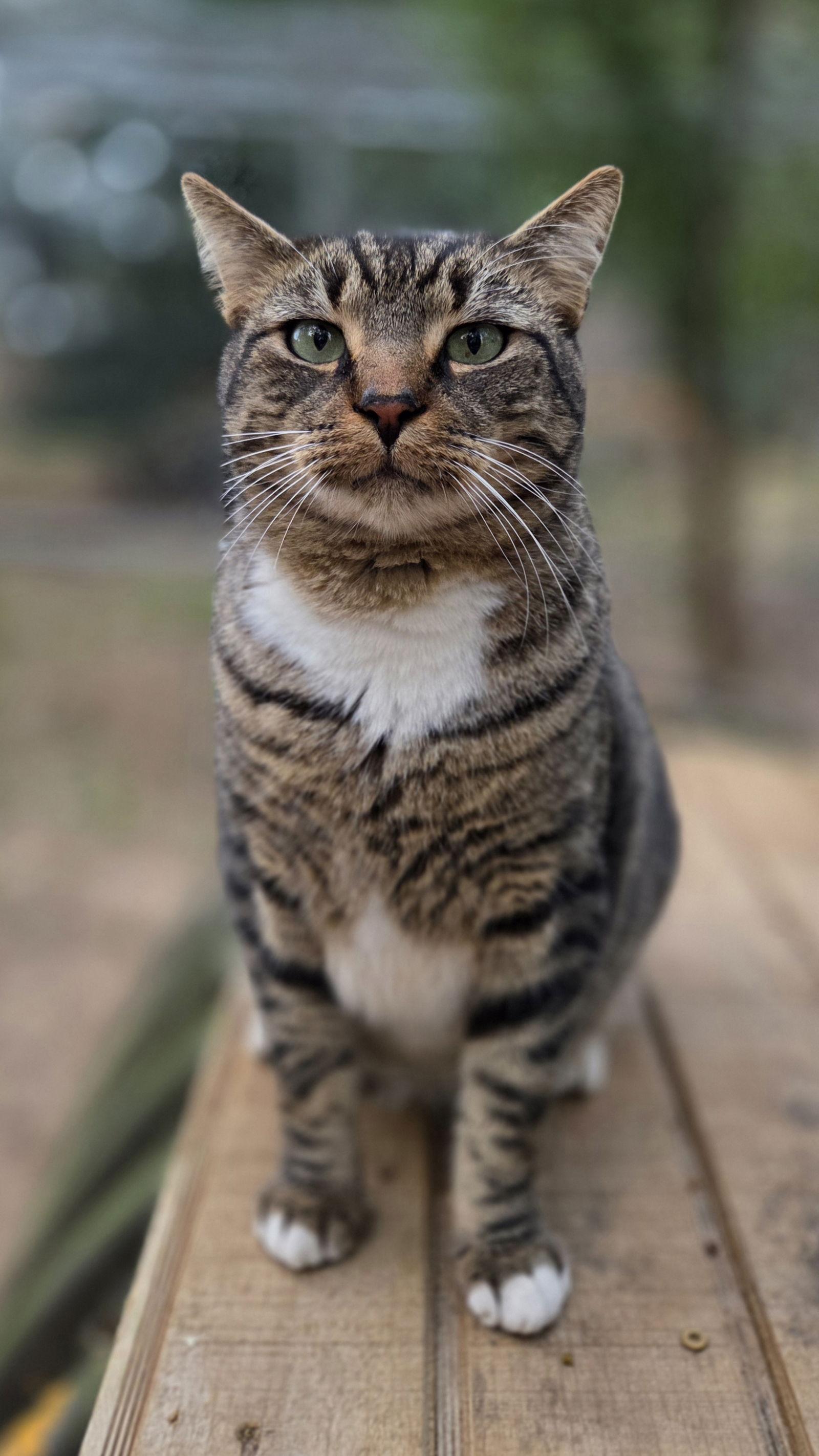 Enlarge Taj, a Adoptable mixed breed in Magnolia Springs, AL image 1/3