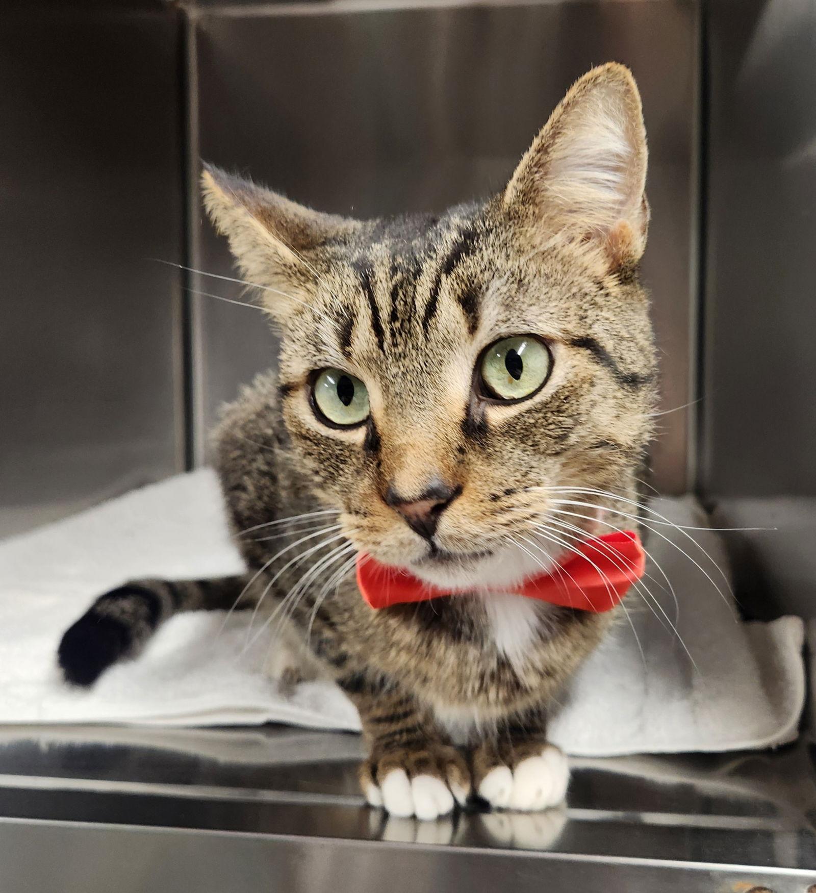 Enlarge Taj, a Adoptable mixed breed in Magnolia Springs, AL image 3/3