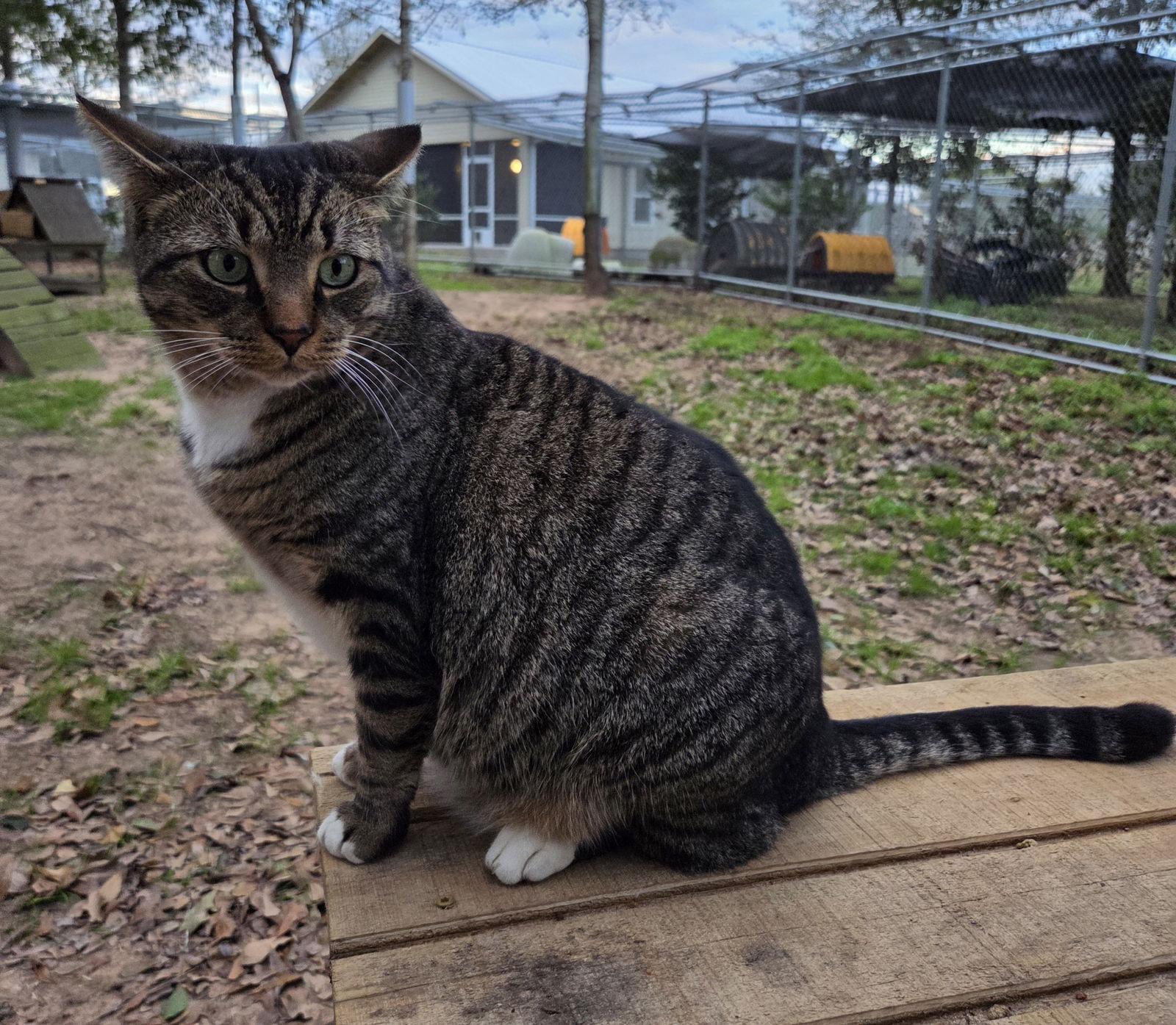Enlarge Taj, a Adoptable mixed breed in Magnolia Springs, AL image 3/3