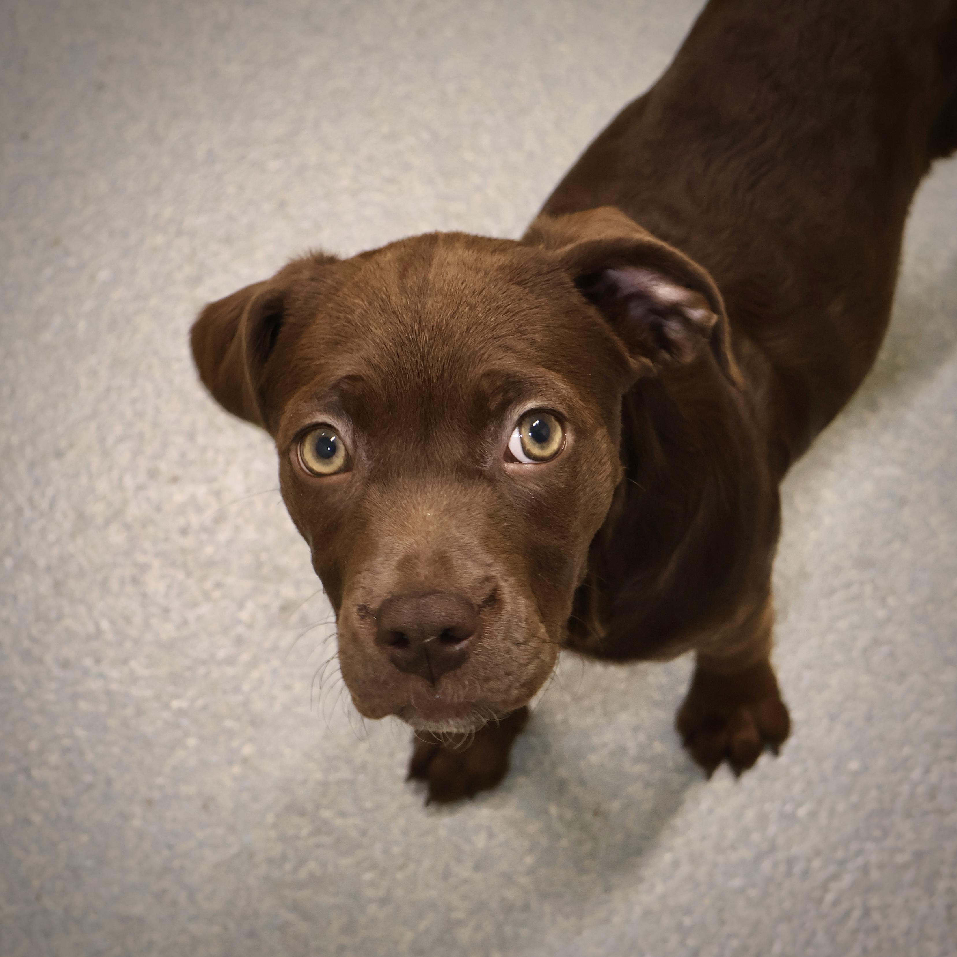 A Woody **available at offsite adoption event on Sunday, 11/23 * please read bio for info *