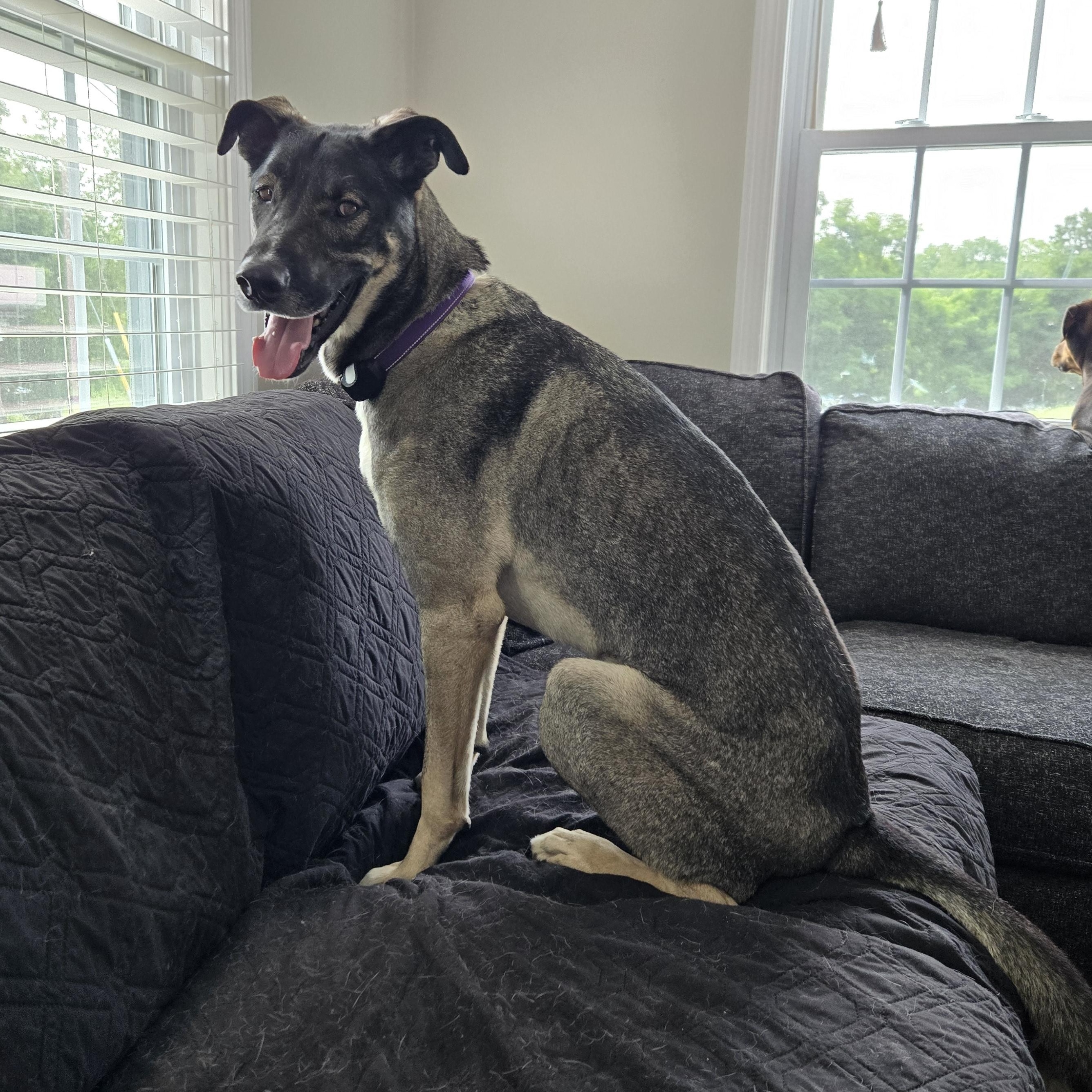Enlarge Dean Tollie - LOCAL DOG, a Adoptable mixed breed in Andover, MA image 1/6