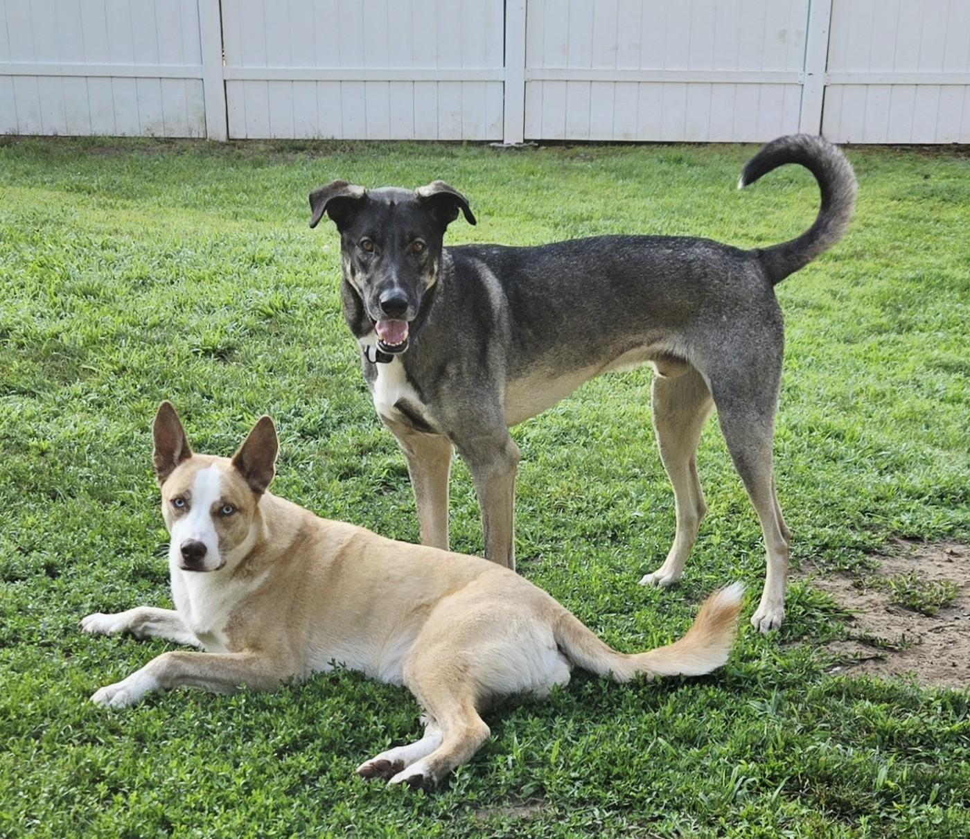 Enlarge Dean Tollie - LOCAL DOG, a Adoptable mixed breed in Andover, MA image 4/6