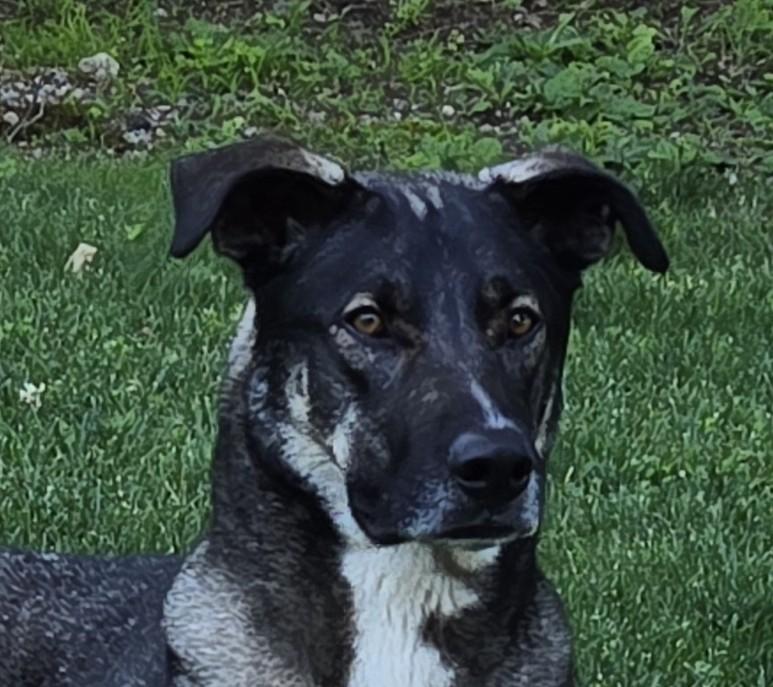 Enlarge Dean Tollie - LOCAL DOG, a Adoptable mixed breed in Andover, MA image 5/6