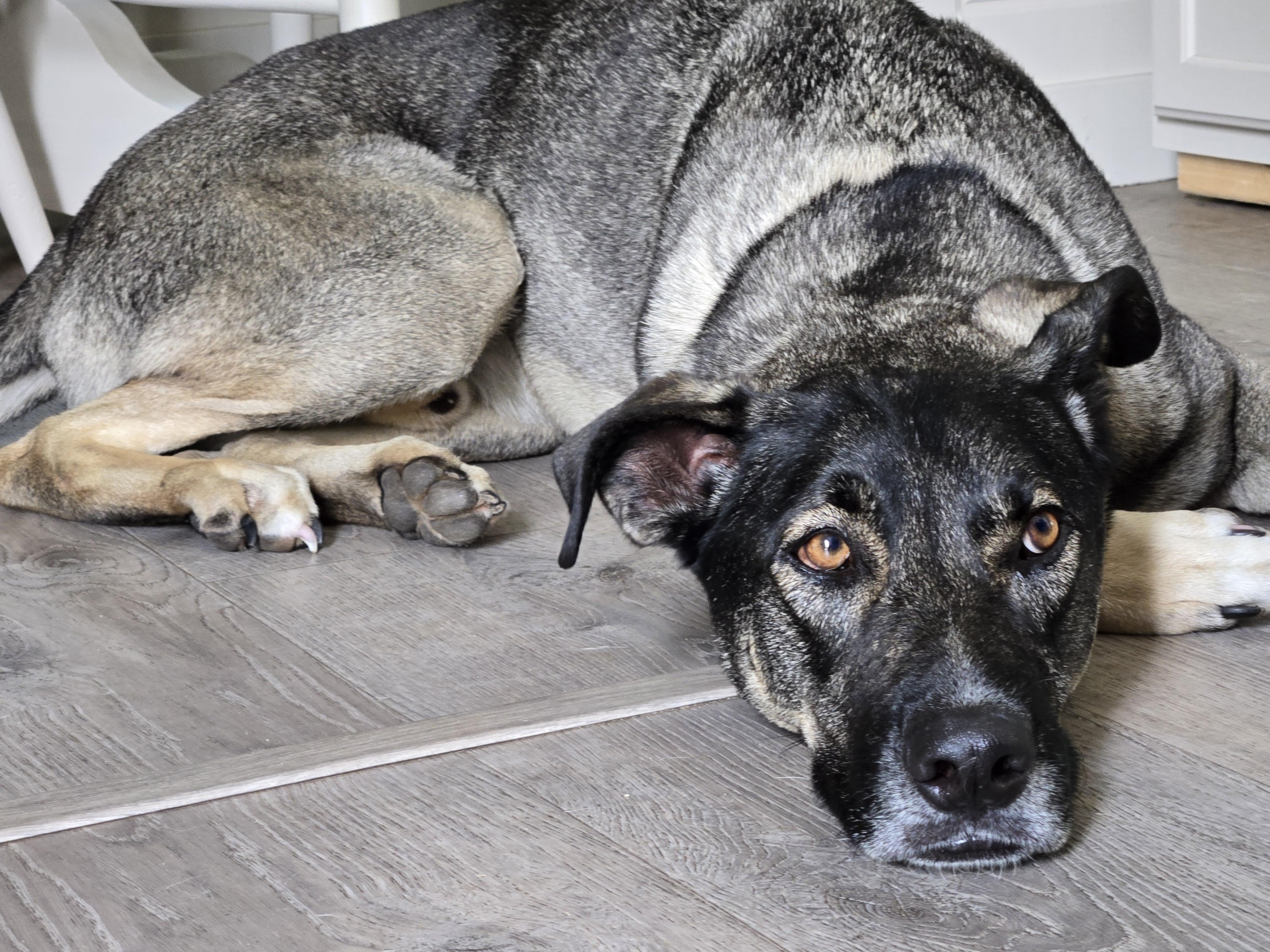 Enlarge Dean Tollie - LOCAL DOG, a Adoptable mixed breed in Andover, MA image 3/6