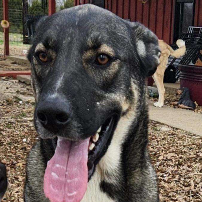 Enlarge Dean Tollie - LOCAL DOG, a Adoptable mixed breed in Andover, MA image 2/6