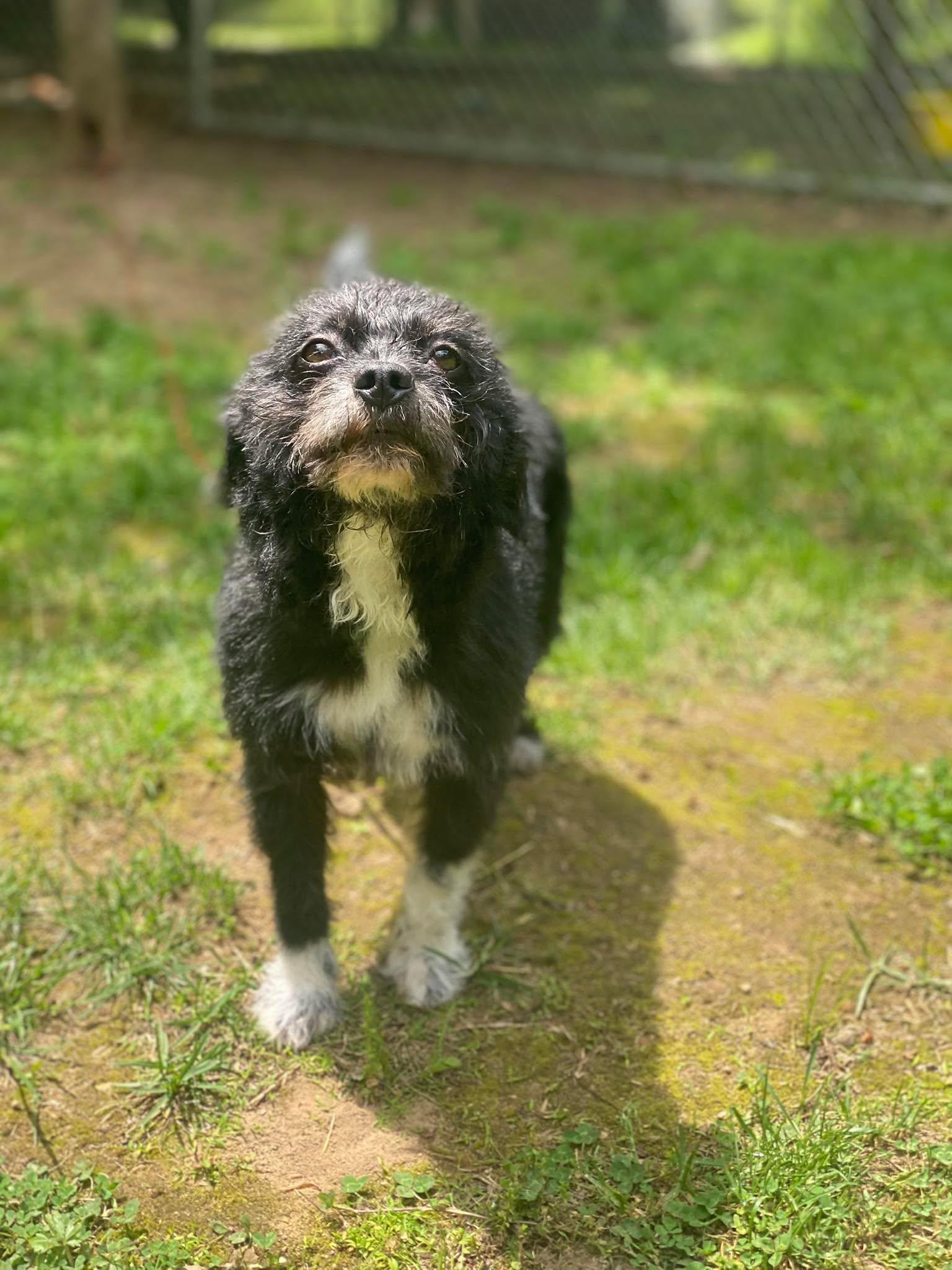 Enlarge Oreo, a Adoptable Terrier in Lewistown, PA image 1/3