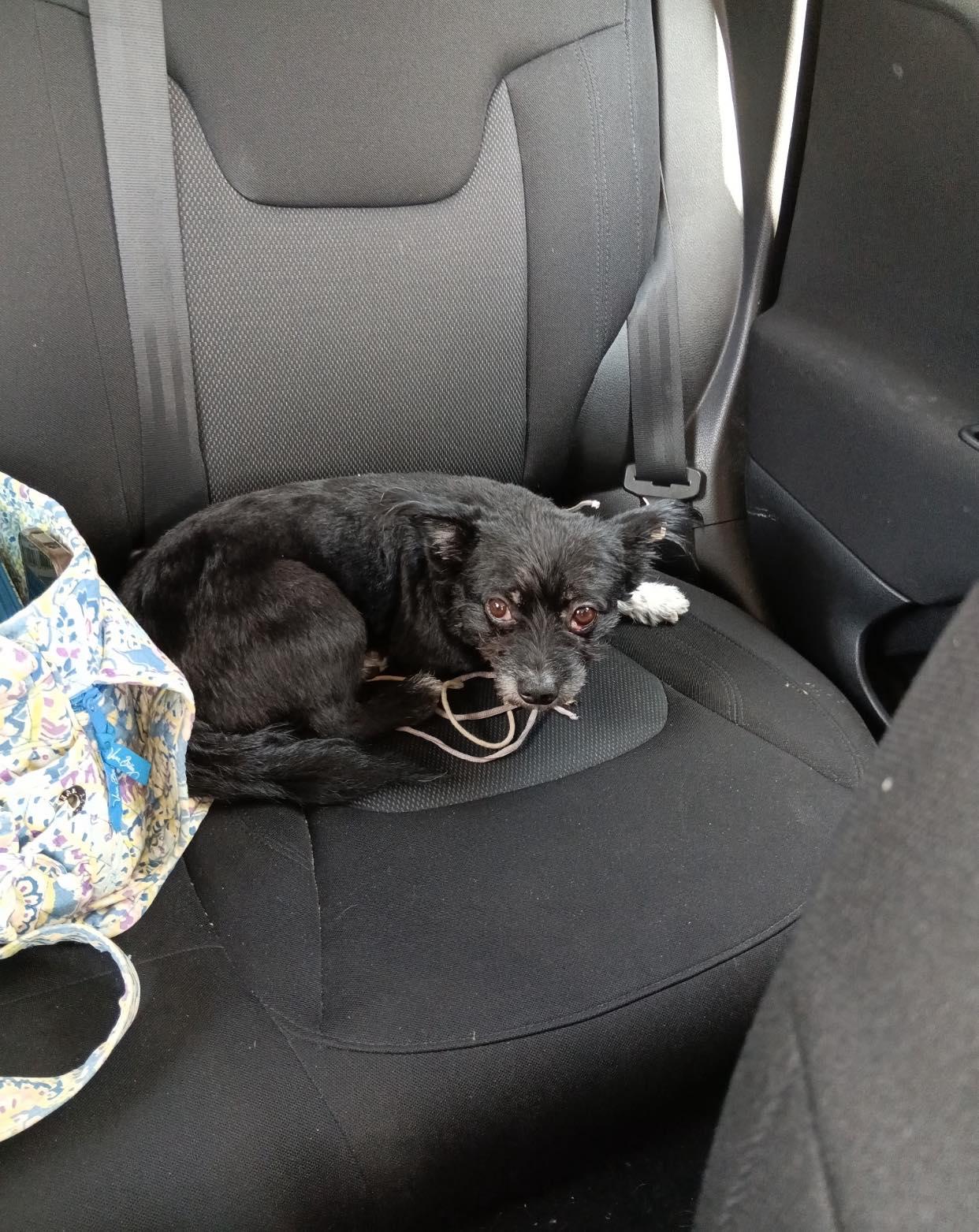Enlarge Oreo, a Adoptable Terrier in Lewistown, PA image 2/3