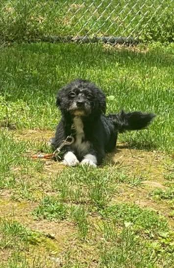 Enlarge Oreo, a Adoptable Terrier in Lewistown, PA image 3/3