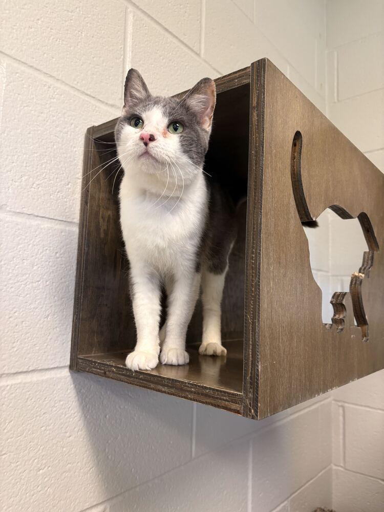 Enlarge Shrimp, a Adoptable Domestic Short Hair in Bowling Green, OH image 1/6