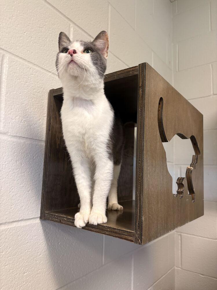 Enlarge Shrimp, a Adoptable Domestic Short Hair in Bowling Green, OH image 2/6