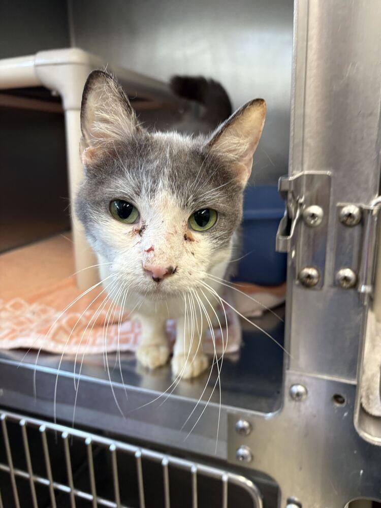Enlarge Shrimp, a Adoptable Domestic Short Hair in Bowling Green, OH image 3/6